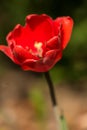 Red tulip