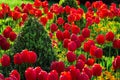 Red tulip garden field flowerbed