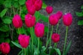 Red tulip in the garden flower spring nature green pink day colorful Royalty Free Stock Photo