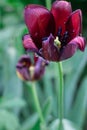 Red tulip in the garden