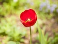 Red Tulip in the garden in the Moscow region