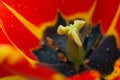 Close up of red tulip flower. Abstract background. Royalty Free Stock Photo