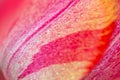 Close up of red tulip flower. Abstract background. Royalty Free Stock Photo