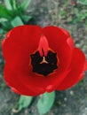 Red tulip garden