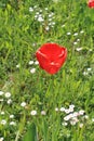 A red tulip