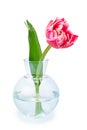 Red tulip in a glass vase isolated on white. Royalty Free Stock Photo