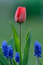 Red tulip with grape hyacinths in flowerbed. Royalty Free Stock Photo