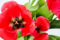 Red Tulip and green foliage close up