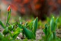 Red tulip on the green grass Royalty Free Stock Photo