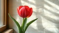 Single red tulip by a sunlit window Royalty Free Stock Photo