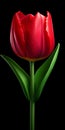 Hyper Realistic Red Tulip With Stem - Vibrant Colors And Realistic Detail Royalty Free Stock Photo