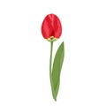 Red tulip with green stem and leaf Isolated on a white background. Vector illustration, spring flower icon Royalty Free Stock Photo