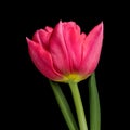 Red tulip with green stem and leaves isolated on black background. Studio close-up shot. Royalty Free Stock Photo