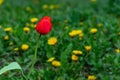 Red tulip growing in a garden on a background of green grass Royalty Free Stock Photo