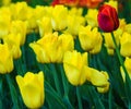 Red tulip growing among yellow tulips Royalty Free Stock Photo