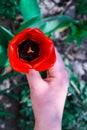 Red tulip in the hands of nature, One beautiful open red tulip in woman hand Royalty Free Stock Photo