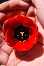 Red tulip in the hands of nature, One beautiful open red tulip in woman hand Royalty Free Stock Photo