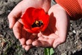 Red tulip in the hands of nature, One beautiful open red tulip in woman hand Royalty Free Stock Photo