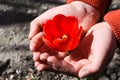 Red tulip in the hands of nature, One beautiful open red tulip in woman hand Royalty Free Stock Photo