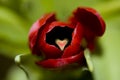 Red tulip with heart Royalty Free Stock Photo