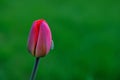 Red tulip and insect on it, green background Royalty Free Stock Photo