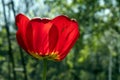 Red tulip, an insect sits on a petal Royalty Free Stock Photo