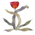 Red tulip isolated