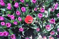 red tulip isolated in row purple tulips in sunlight in rows in a