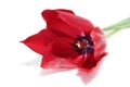 Red tulip isolated on white