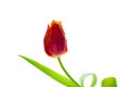 Red tulip isolated on white background. Terry flower for the light. Bud, stem and leaves. Copy cpace