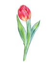 Red tulip isolated on white background, watercolor botanical illustration.
