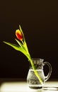 red tulip in a jug of water Royalty Free Stock Photo