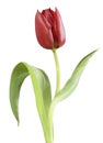 A red tulip, like an opera singer Royalty Free Stock Photo