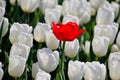 red tulip lost in row of white tulips in sunlight in rows in a l