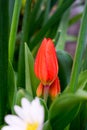 A red tulip with lots of green leaves