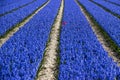 Single red tulip in lushly flowering blue hyacinth field