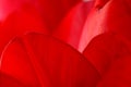 Red tulip macro Royalty Free Stock Photo