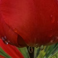 red tulip macro with rain droplets abstract creative background. Copy space, greeting card, postcard, banner, cover Royalty Free Stock Photo