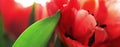 Red tulip, macro, selective focus, banner