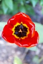 Red tulip macro Royalty Free Stock Photo