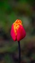 Red tulip macro