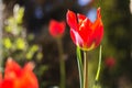 Red tulip in the morning light Royalty Free Stock Photo