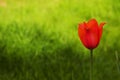 Red Tulip Royalty Free Stock Photo