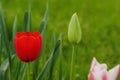 Red Tulip