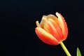 Red tulip