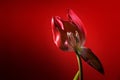 Red tulip with one withered petal opening the view to stamen and pistil, dark red background, love symbol or concept for become