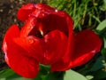 Red tulip petal closeup with eain drops and blurred soft background Royalty Free Stock Photo