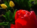 Red tulip petal closeup with rain drops. blurred yellow tulips in the background Royalty Free Stock Photo