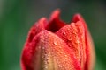 Red tulip petal with droplets of water Royalty Free Stock Photo
