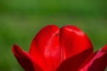 Red tulip petals and an insect among dew drops on a blurred green background on a sunny morning, close-up Royalty Free Stock Photo